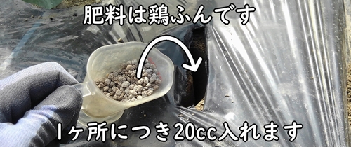 追肥の肥料は鶏糞を使用