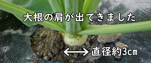 だいこんの肩の部分は、直径約3cm