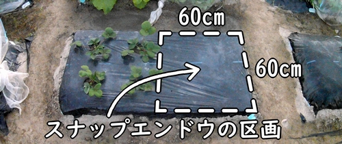 スナップエンドウの栽培区画