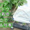 スナップエンドウの栽培：支柱の立て方と防寒対策（つるなしスナックエンドウの冬越し