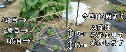 誘引用の紐の間隔は約15cm