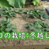 いちごの露地栽培：地植えイチゴの冬越し（宝交早生いちご）