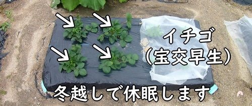 地植えのいちご（宝交早生）