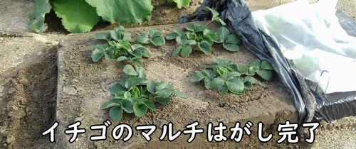 地植えのいちごの冬越し準備