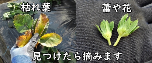 いちごの冬越し中は、枯れ葉や蕾を摘む