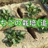 地植えいちごの追肥