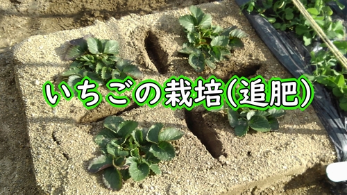 地植えいちごの追肥