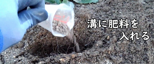 溝に鶏糞を入れる