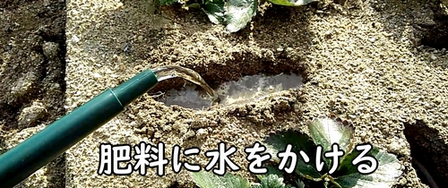 追肥した鶏糞に水をかける