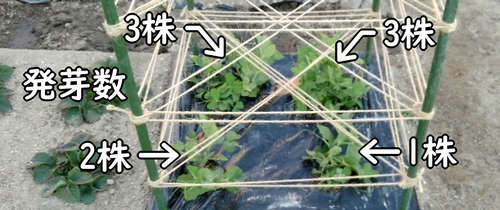 間引き前のスナップエンドウ