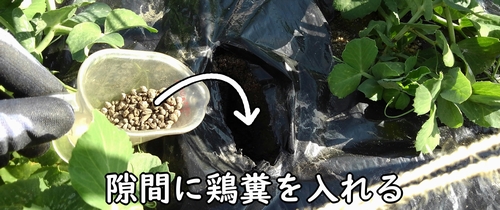 広げた隙間に鶏糞を追肥する