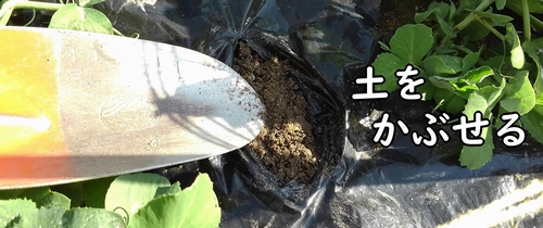 鶏糞を土に埋める