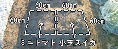 小玉スイカとミニトマトの栽培区画