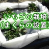 地植えのいちごに枕を設置します