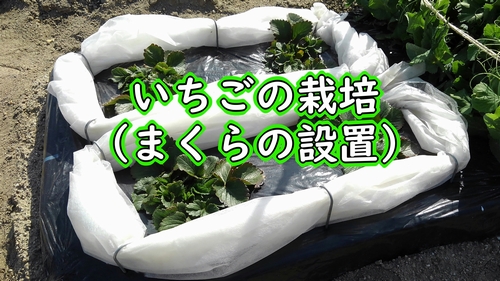 地植えのいちごに枕を設置します