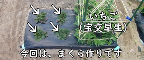 地植えで育てている宝交早生いちご