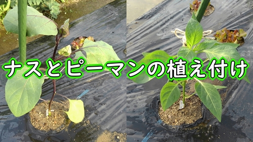 ナスとピーマンの植え方（千両二号ナスと京波ピーマンの植え付け）