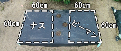 ナスとピーマンの植え付け場所