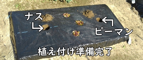 ナスとピーマンの植え付け準備完了