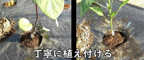 千両二号ナスと京波ピーマンの苗を植え付ける