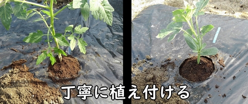 苗を丁寧に植え付ける