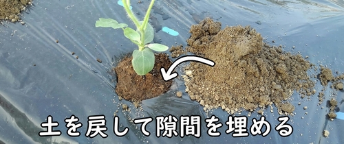 よけておいた土を植え付け穴に戻す