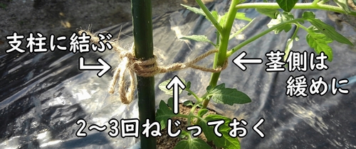 小玉スイカとミニトマトの茎を支柱に結ぶ