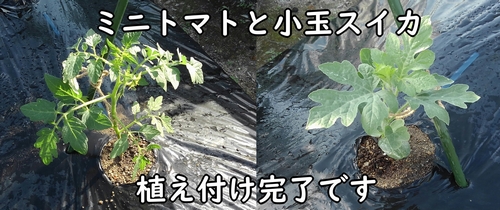 ミニトマトと小玉スイカの植え付け完了