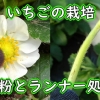 無農薬いちごの栽培（いちごの花の受粉作業と、ランナー処理）