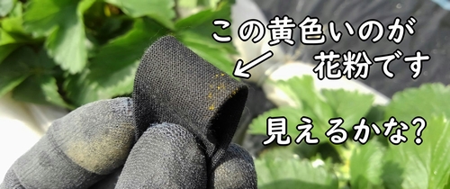 いちごの花粉を確認