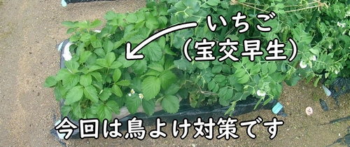 いちご（宝交早生いちご）に鳥よけを設置します