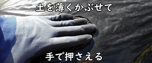 サニーレタス（リーフレタス）の種を鎮圧する