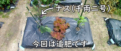 露地栽培中のナス（地植えの千両二号ナス）