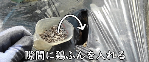 ナスに鶏糞を追肥する