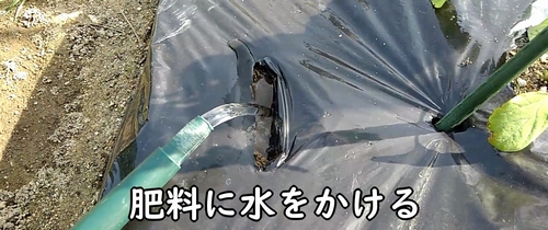 追肥した鶏糞に水をかける