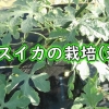 小玉スイカの露地栽培：空中栽培の小玉すいかに有機肥料を追肥