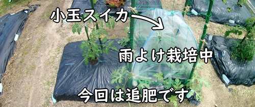空中栽培で育てている小玉スイカ（ピノガールすいか）