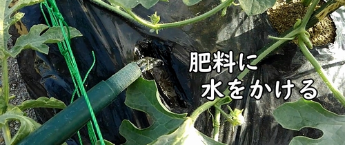 追肥した鶏糞に水をかける