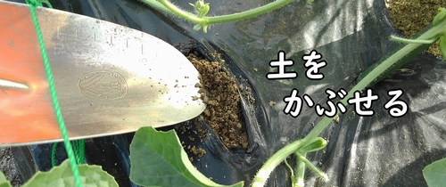 鶏糞に土をかぶせる