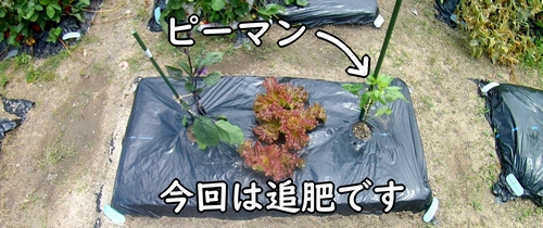 ピーマンは植え付け時期から約3週間が経過