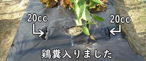 ピーマンの追肥場所に鶏糞が入りました