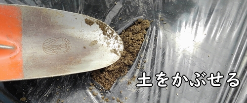 肥料に土をかぶせる