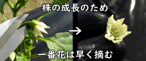 ピーマンの摘花