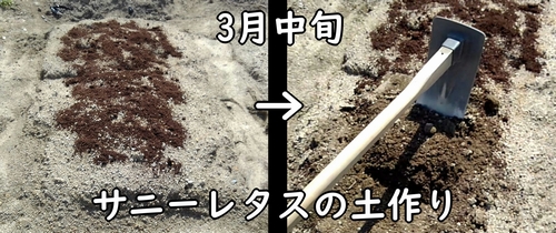 サニーレタス（リーフレタス）の土作りと、肥料の施肥