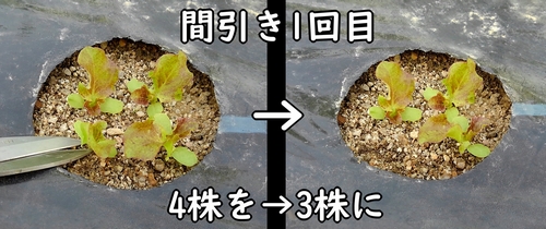 サニーレタス（リーフレタス）の間引き1回目