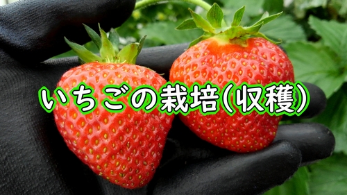 露地栽培いちごの収穫（一季成りの宝交早生いちごの収穫）