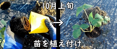 いちご（宝交早生いちご）の苗の植え方