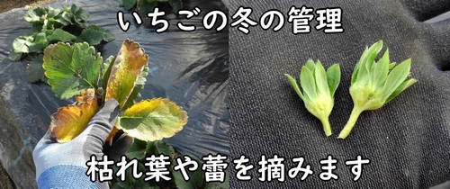 いちごの冬の管理