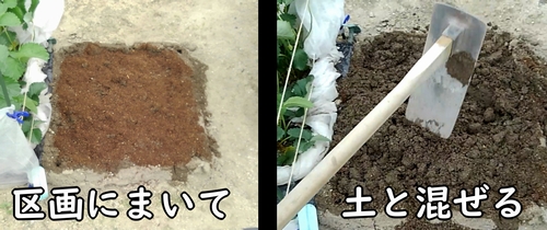 人参の区画に肥料をまいて、土と混ぜる