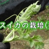 小玉スイカの空中栽培：摘心で脇芽の発生を促す